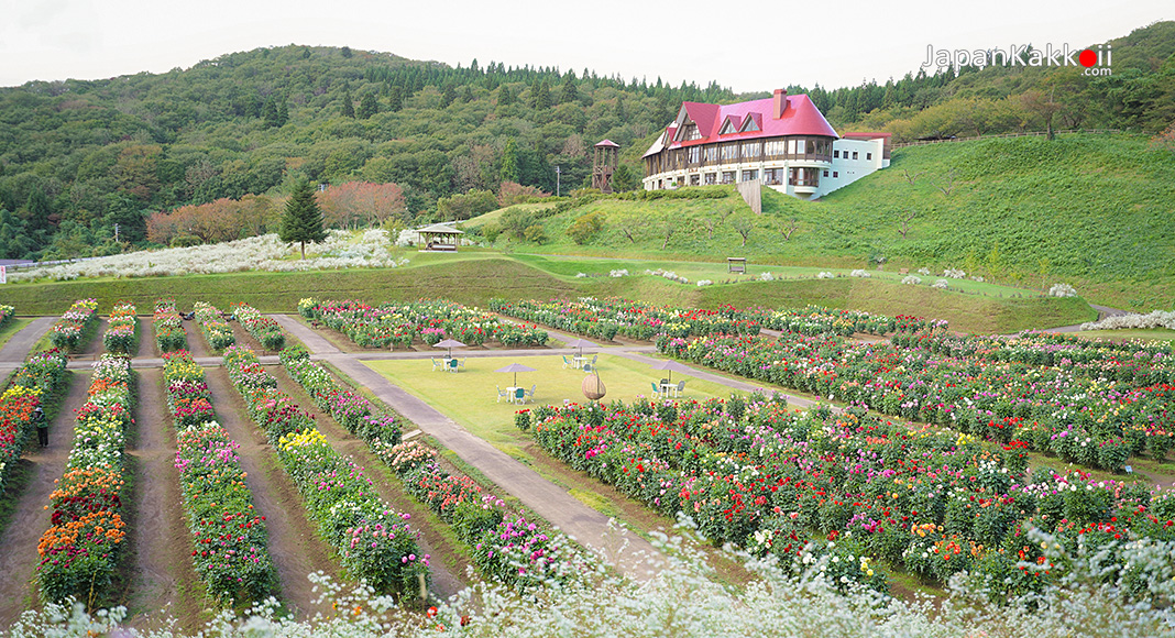 สวนดอกดาห์เลียนานาชาติอาคิตะ (Akita International Dahlia Garden)