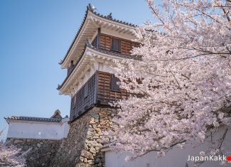 ตารางพยากรณ์ซากุระบาน ญี่ปุ่น 2024 แบบละเอียดยิบ 200 จุด (อัปเดตล่าสุด 21 มี.ค.) พยากรณ์ซากุระบานญี่ปุ่น 2024