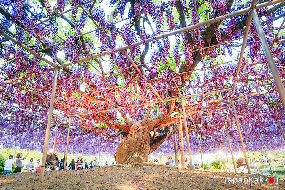 ต้นวิสทีเรียสวนดอกไม้อาชิคางะ (Ashikaga Flower Park)