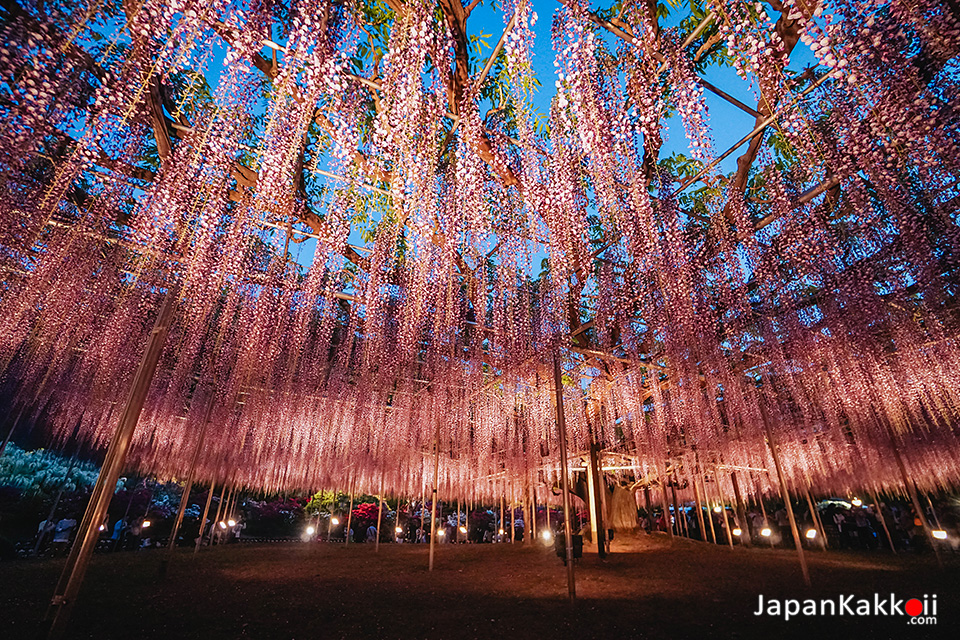 A Tale of the Wisteria "The Great Wisteria Festival (ふじのはな物語 大藤まつり)