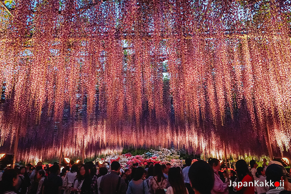 A Tale of the Wisteria - The Great Wisteria Festival Lighting up