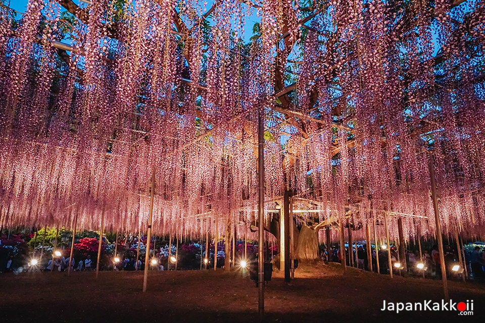 A Tale of the Wisteria "The Great Wisteria Festival"