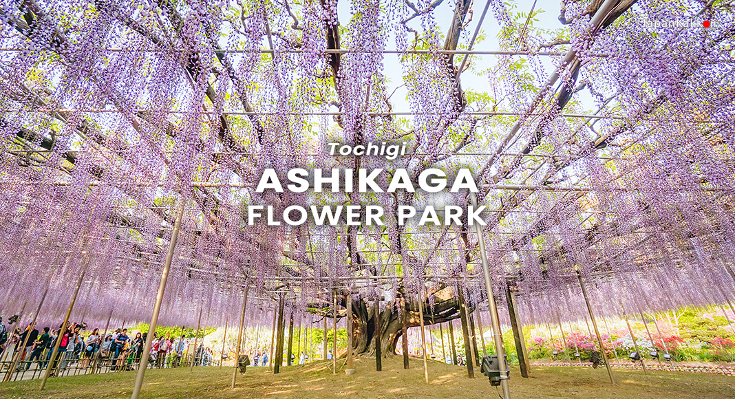 สวนดอกไม้อาชิคางะ (Ashikaga Flower Park) จังหวัดโทชิงิ (Tochigi) สวนดอกไม้อาชิคางะ (Ashikaga Flower Park) จังหวัดโทชิงิ (Tochigi)
