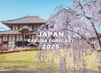 ตารางพยากรณ์ซากุระบาน ญี่ปุ่น 2025 แบบละเอียดยิบ 200 จุด (อัปเดตล่าสุด 19 มี.ค.) พยากรณ์ซากุระ ญี่ปุ่น 2025