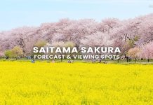 10 จุดชมซากุระบาน ไซตามะ (Saitama) พร้อมพยากรณ์ 2026 (อัปเดตล่าสุด 3 มี.ค.) จุดชมซากุระไซตามะ (Saitama) พร้อมตารางพยากรณ์