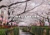 23 จุดชมซากุระบาน โตเกียว (Tokyo) พร้อมพยากรณ์ 2026 (อัปเดตล่าสุด 17 ก.พ.) จุดชมซากุระในโตเกียว (Tokyo Sakura)