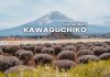 เที่ยวคาวากุจิโกะ (Kawaguchiko) 1 วัน! วางแผนเดินทางไปชมภูเขาไฟฟูจิแบบชิลๆ เที่ยวคาวากุจิโกะ (Kawaguchiko) ชมภูเขาฟูจิ