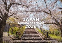 ตารางพยากรณ์ซากุระบาน ญี่ปุ่น 2026 แบบละเอียดยิบ 200 จุด (อัปเดตล่าสุด 8 ม.ค.) พยากรณ์ซากุระญี่ปุ่นปี 2026