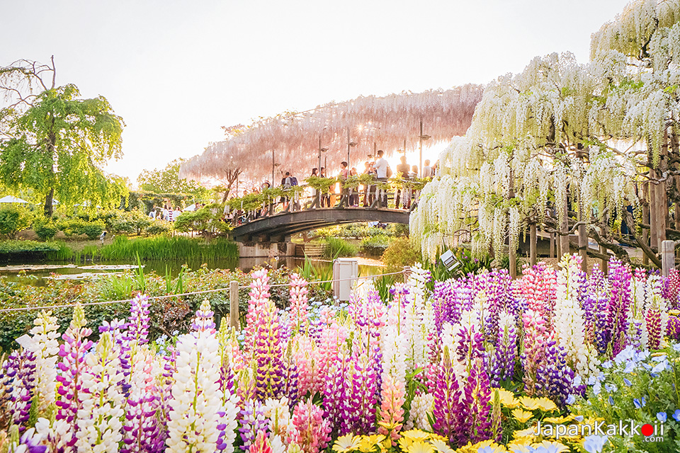 สวนดอกไม้ Ashikaga Flower Park